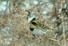 Emberiza elegans (Yellow -throated Bunting)