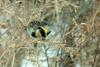 Emberiza elegans (Yellow -throated Bunting)