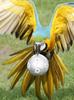 Soccer Parrot