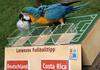 Soccer Parrot