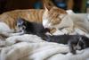 coon and cat