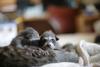 coon and cat