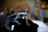 coon and cat