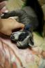 coon and cat