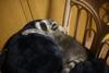 coon and cat