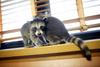 coon and cat