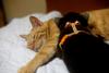 coon and cat