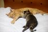 coon and cat