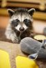coon and cat