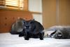 coon and cat
