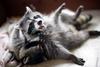 coon and cat