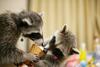 coon and cat