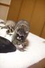 coon and cat