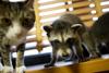 coon and cat