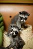 coon and cat
