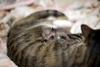 coon and cat