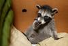 coon and cat