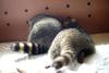 coon and cat