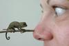 Baby chameleon