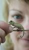 Baby chameleon