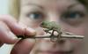 Baby chameleon