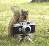Squirrel Photographer