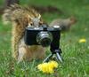 Squirrel Photographer
