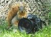 Squirrel Photographer