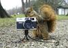 Squirrel Photographer
