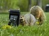 Squirrel Photographer