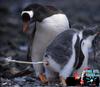 Don't stand behind the penguins!
