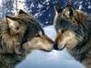 Wolf Art Daniel Smith