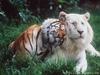 Normal and White