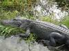 Mama gator catching rays