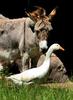 Donkey and Goose