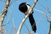 Pica pica (Black-billed Magpie)