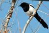 Pica pica (Black-billed Magpie)