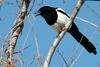 Pica pica (Black-billed Magpie)