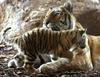 Cute tiger cub