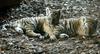 Cute tiger cubs