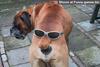 Cool Dog