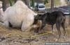 lick camel
