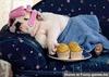 sleeping dog
