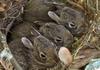 Three bunnies wait patiently in their nest for their mother to bring them lunch in Madison-Wis- ...