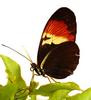 Scientists Create Butterfly Hybrid [LiveScience 2006-06-14]