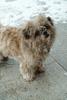 Snowy day dog