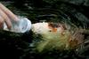 Bottle feeding koi carp