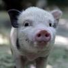 Cute Minipig Piglet