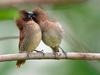 Loving birds