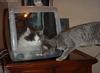 Cat and Cat